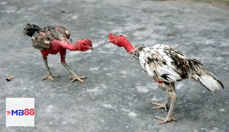 Đá gà tre - Ưu tiên chiến kê có cách đánh thông minh